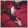 Gidget