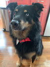 Cody