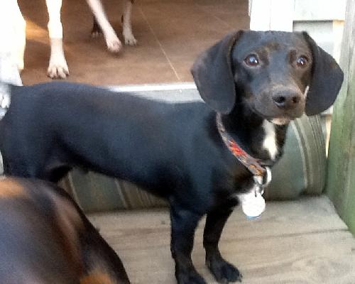 Angus