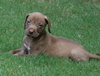 Sammy