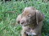 Sammy