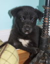 Siku