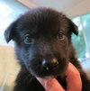 Siku