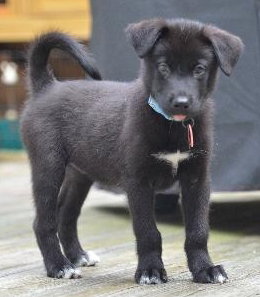 Siku