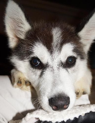 Koda