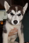 Koda