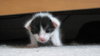 Linus