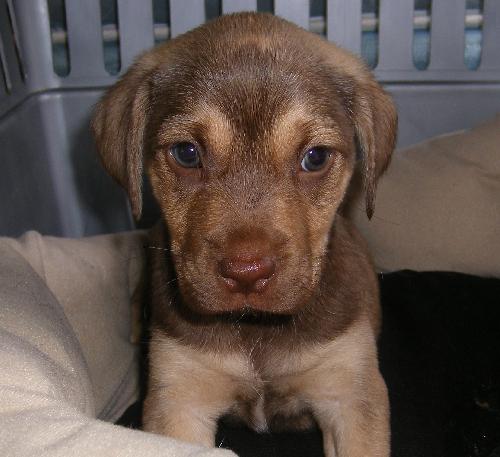Romeo