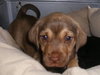 Romeo