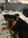 Teddy - Courtesy List