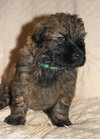 Merlin