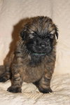 Merlin