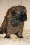 Merlin
