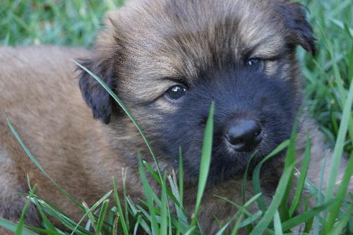 Merlin