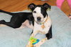 Perdita