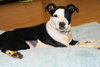 Perdita