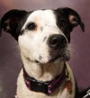 Perdita