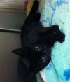 Minerva - Courtesy