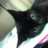 Minerva - Courtesy