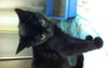 Minerva - Courtesy