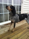 Dixie
