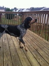 Dixie