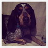 Dixie