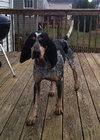 Dixie