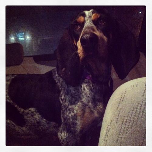 Dixie