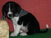 Sixpence Stripysocks