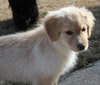 Snowie