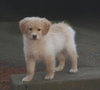 Snowie