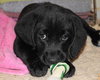 Athena