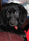 Athena