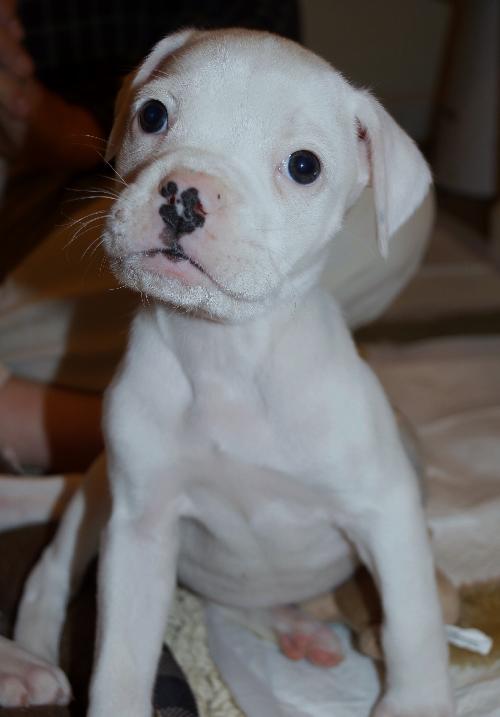 Kona