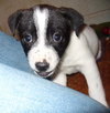 Trixie