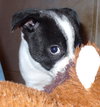 Trixie