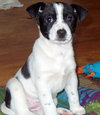 Trixie