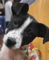 Trixie