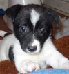 Pinga