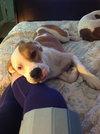 Harper