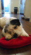 Shilo