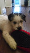 Shilo
