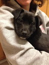 Mollie
