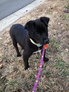 Mollie