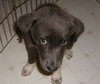Gracy
