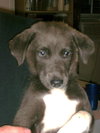 Gracy