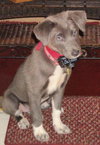 Gracy