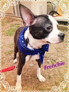Frenchie