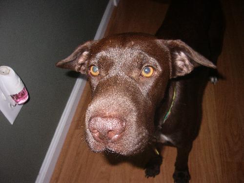 Hazel